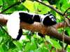 Mount Meru Game Lodge & Sanctuary - Wildlife